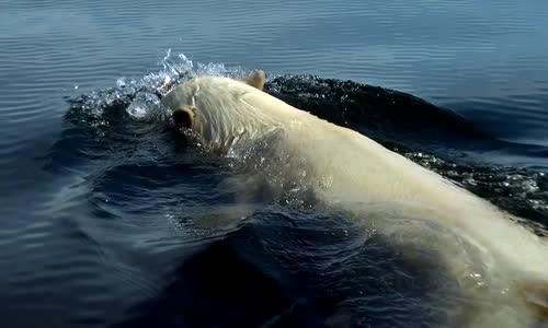 Polarne-medvede-Polar-Bears-A- - Novinka NEW 2014 - 2015  naj super -Summer-Odyssey-2012-720p-Cz mkv