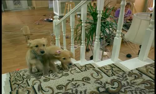 Air Buddies – Štěnata (Air Buddies) 2006 (www ) flv