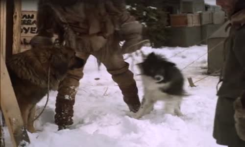  Volání divočiny (The Call of the Wild Dog of the Yukon)(www ) flv