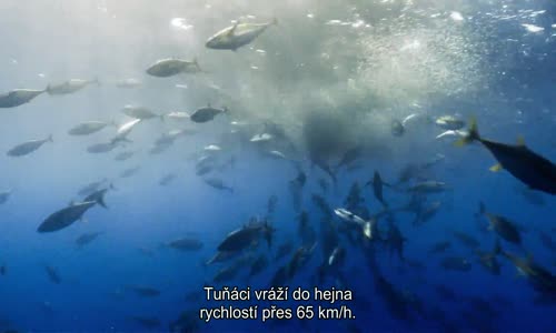 Modrá planeta 2E04 Big Blue (Blue Planet II 2017) 1080p EN CZ tit avi