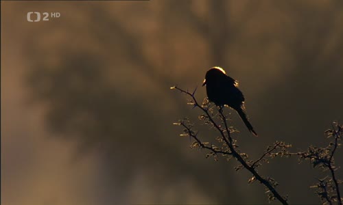 Zázračná planeta - Afrika 1-1 Kalahari (2014) 1080p AC3 Cz mkv