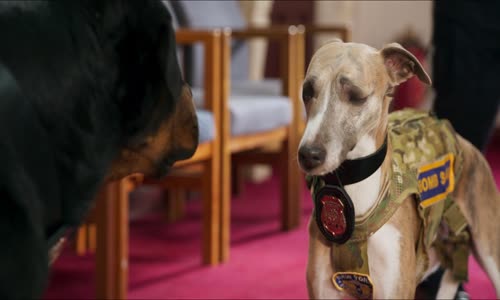 Psí detektiv-Show Dogs 2018 1080p BluRay DTS DD5 1 CZ-EN mkv