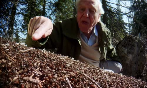 Natural World 2017 Attenborough and the Empire of the Ants 720p HDTV x264 AAC CZ Titulky mkv