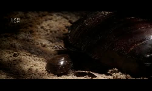 David Attenborough Mikro-Monstra 03 Kolonie (2013) Cz avi