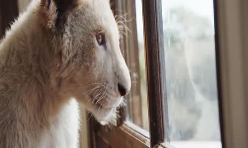 Mia a bílý lev (2018) rodinn  czdab   avi