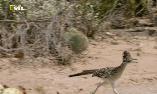 Nat Geo Wild HD CZ Americké národní parky - Saguaro 1080p mkv