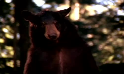 Zálesák Forest Warrior ak_ní 1996 cz STEN ok avi