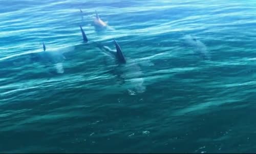 Past na žraloka 2- Příliv Pucci Film mp4