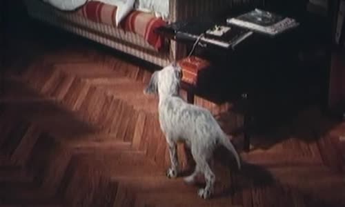 Bílý Bim, Černé Ucho (1977) 1 časť [juraison+] avi