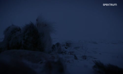 Život v sevření mrazu   Aljaška 2020 S08E05 (H264 CZ).mp4