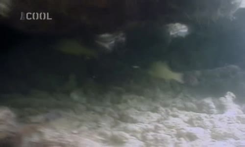 Kdo přežije Borneo 01x09 avi