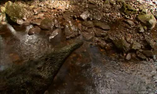 Když dinosauři vládly světu V avi