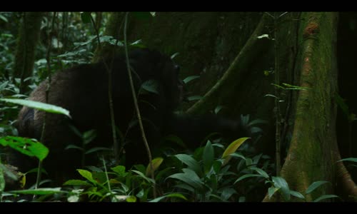 Simpanzi rise Chimp Empire S01E02 HD 5 1 Atmos CZ dabing mkv