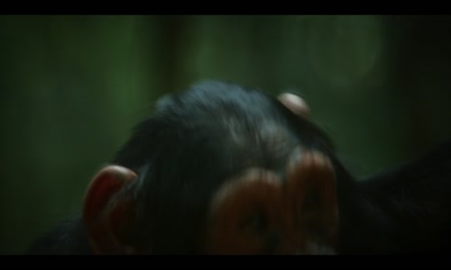 Simpanzi rise Chimp Empire S01E04 HD 5 1 Atmos CZ dabing mkv