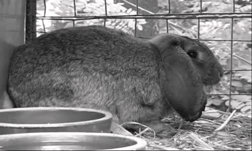 chov králíků - dokument 2004 mp4