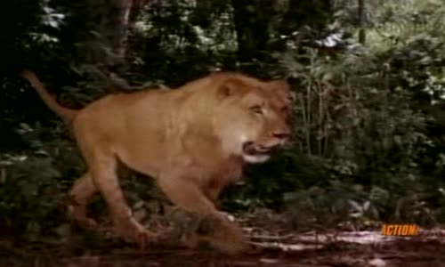 tarzan-s01e04-1991-tarzan-and-the-p icture-of-death-tv-rip-xvid-multidu b-spb avi