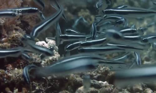Podivná stvoření korálových útesů  HD mp4