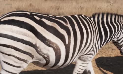 Zvířecí osudy 5  Zebra jménem Štístko  mp4