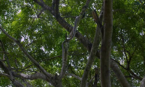 Jak spí zvířata v přírodě _ Le sommeil des animaux _ Sleeping in Nature - dokument 2017, CZ mkv