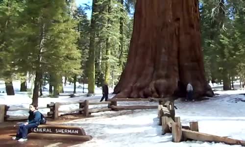 Světové rekordy - Největší strom na světě mp4