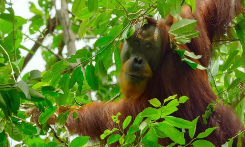 Slavné národní parky S01E05 2022 Gunung Leuser Indonésie 1080p NF WEB DL DDP5 1 x264 CZ mkv