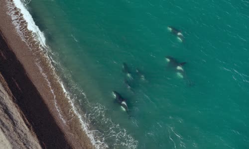 Patagonia Life on the Edge of the World S01E01 The Desert Coast 1080p AMZN WEB DL DD 2 0 H 264 NTb mkv