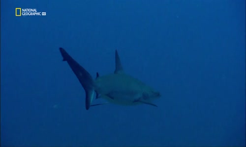Lovec kořistí (Hunter Hunted) - Invaze žraloků [CZ EN] [NatGeo] mkv