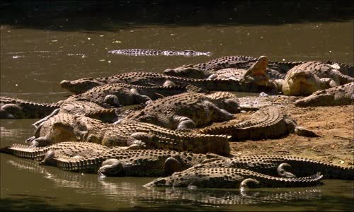 Crocodiles The Private Life of Primeaval Reptiles 2011 1080p NF WEB-DL DDP2 0 H264-SPRITE mp4