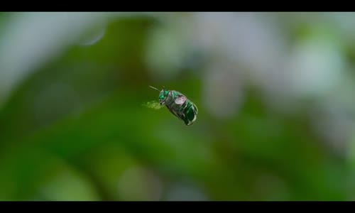 A Real Bugs Life S01E02 AAC MP4-Mobile mp4