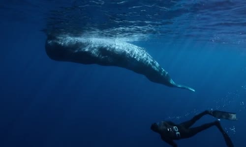 whale with steve backshall s01e01 480p web x264 mkv