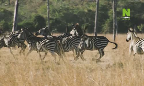 Život ve vedrech Afrika S01E01 The Lions Driest Savannah mp4