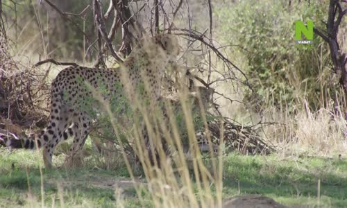 Život ve vedrech Afrika S01E03 The burning plains of the Cheetah mp4