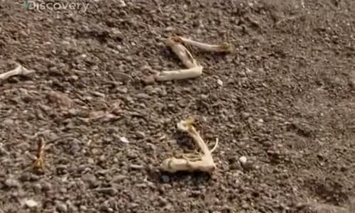 Boj o přežití 04x04 - Poušť Chihuahuan (Texas) mp4