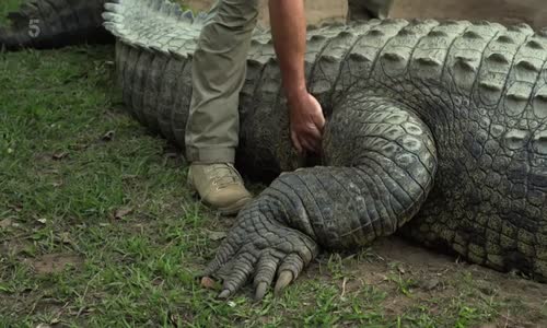 Killer Crocs with Steve Backshall S01E02 HDTV x264-TG mkv