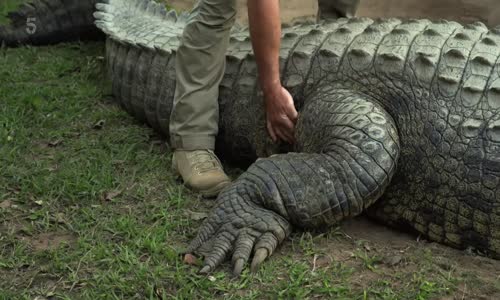 Killer Crocs with Steve Backshall S01E02 1080p HDTV H264-DARKFLiX mkv