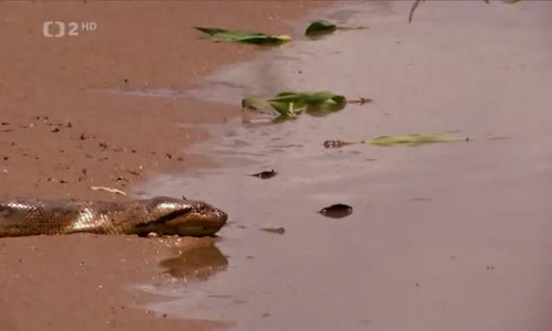 Anakonda - konec mýtu - Expediční pátrání po stopách nejmohutnějšího hada na světě mpg
