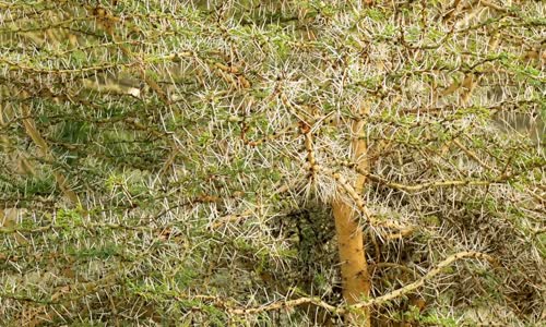 Naked and Afraid S17E01 720p WEB h264-CBFM mkv