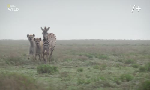 Neuveritelne cesty zvirat Incredible Animal Journeys S01E02 dokument HD CZ dabing mkv
