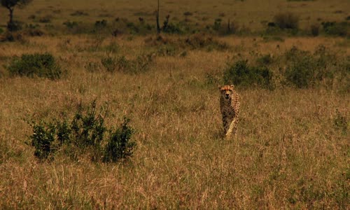 Predator v Prey S01E02 Cheetah 1080p AMZN WEB-DL DDP5 1 H 264-NTb mkv