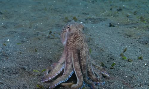 Secrets of the Octopus S01E02 720p x264-FENiX mkv