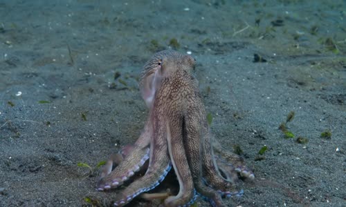 Secrets of the Octopus S01E02 720p x265-T0PAZ mkv