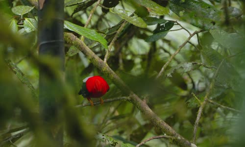 ecuador on the wild side s01e02 1080p webrip x264-cbfm mkv