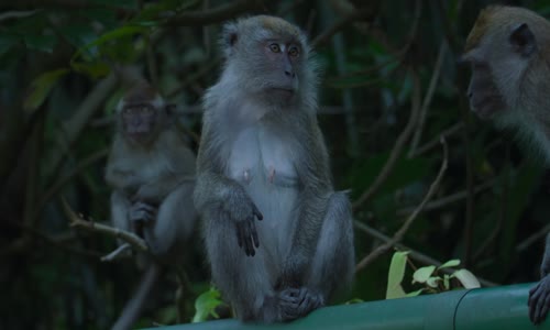 Macaque Island Series 1 2of3 The Grass is Greener 1080p x265 AAC MVGroup org mkv