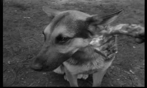 Čtyři z tanku a pes (1966) S01E02 - Radost a zklamání mkv