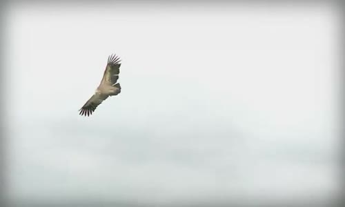 Leo Rojas   El Condor Pasa (Videoclip) avi