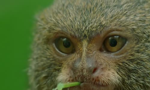 BBC Natural World 2008 Clever Monkeys 1080p HDTV x265 AAC MVGroup org mkv