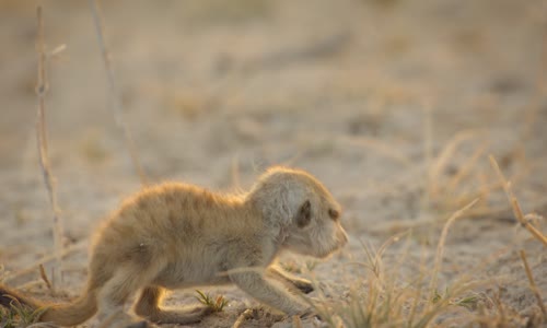 Secret World of Sound with David Attenborough S01E03 1080p NF WEB-DL DDP5 1 H264-SPRITE mp4