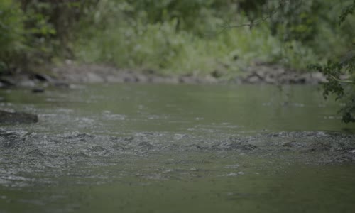 Tajuplný svět zvuků s Davidem Attenboroughem_S01E02_Láska a rivalové mkv