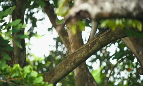 Mammals E06 Forest (2024) EN mkv
