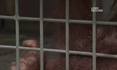 Orangutaní škola v džungli S03E02 Školní sraz  mkv